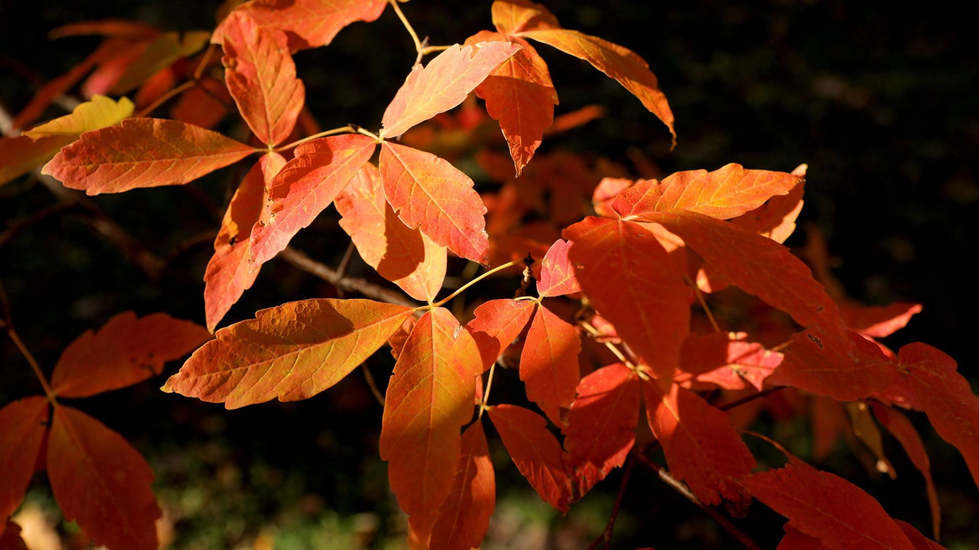 Fall colors remain at MoBot during final days of tree week